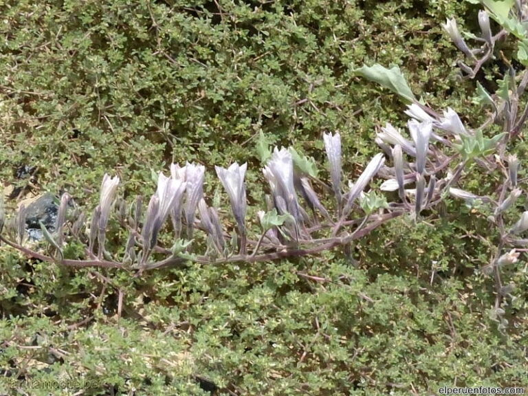 pampa colorada 049
